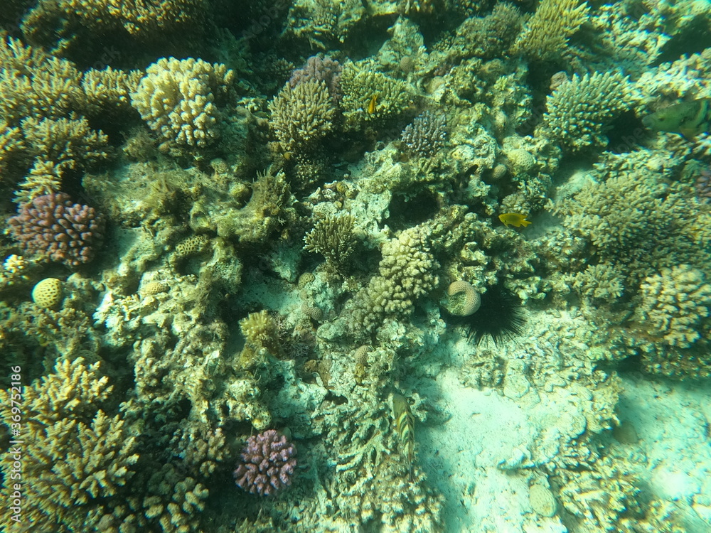 Fototapeta premium Reef with lots of colorful corals and lots of fish in clear blue water in the Red Sea near Hurgharda, Egypt