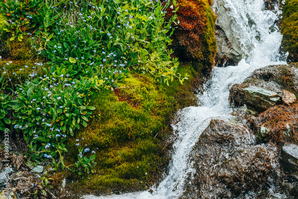 Scenic landscape with clear spring water stream among thick moss and lush vegetation. Mountain creek on mossy slope with fresh greenery and many small flowers. Colorful scenery with rich alpine flora. Scenic landscape with clear spring water stream among thick moss and lush vegetation. Mountain creek on mossy slope with fresh greenery and many small flowers. Colorful scenery with rich alpine flora.