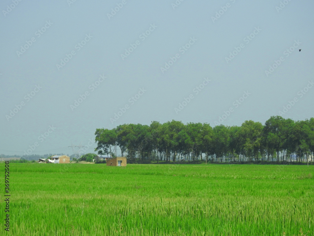 bengal village green paddy field