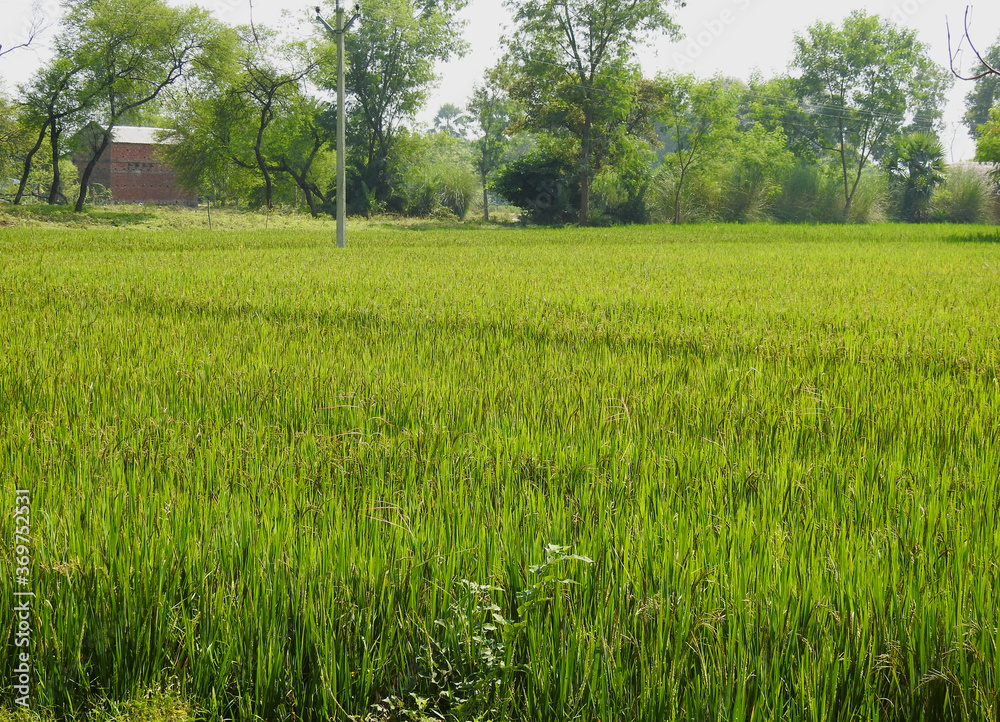 bengal village green paddy field brick hut bengal village green paddy field brick hut