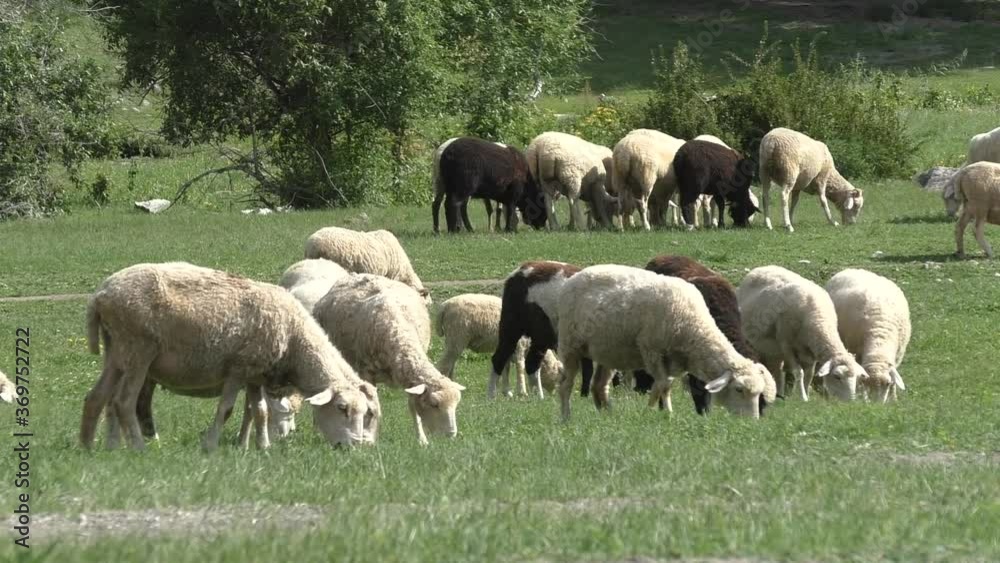 small flock of sheep in the pasture under the sun small flock of sheep in the pasture under the sun