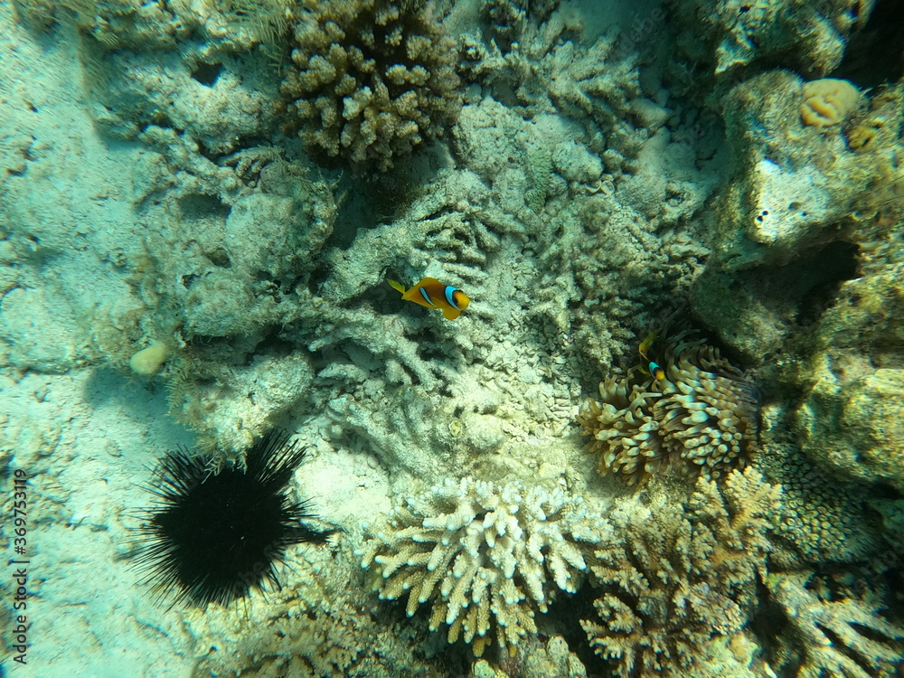 Fototapeta premium Reef with lots of colorful corals and lots of fish in clear blue water in the Red Sea near Hurgharda, Egypt