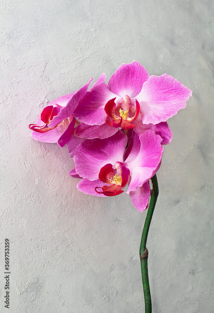 Beautiful blooming branch of purple orchid on gray background