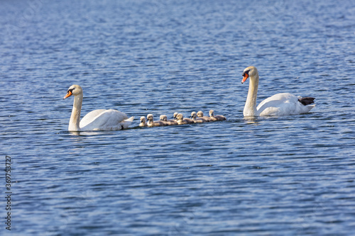Elfköpfige Höckerschwanenfamilie überquert einen See photo