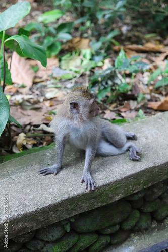 Monkey, long-tailed macaque (Macaca fascicularis) in Monkey Forest, Ubud, Indonesia