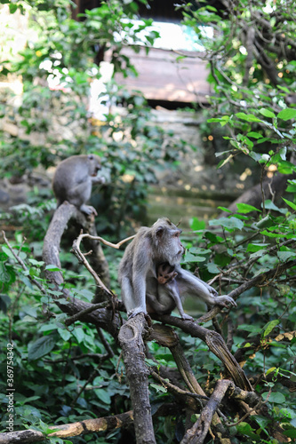 Monkey, long-tailed macaque (Macaca fascicularis) in Monkey Forest, Ubud, Indonesia