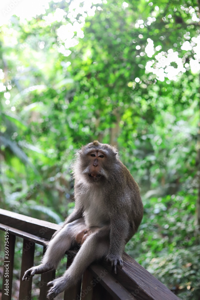 Monkey, long-tailed macaque (Macaca fascicularis) in Monkey Forest, Ubud, Indonesia Monkey, long-tailed macaque (Macaca fascicularis) in Monkey Forest, Ubud, Indonesia