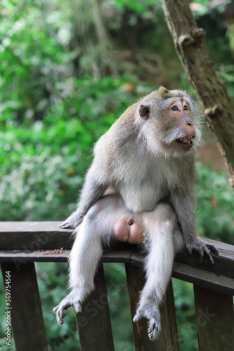 Monkey, long-tailed macaque (Macaca fascicularis) in Monkey Forest, Ubud, Indonesia © Yaroslav