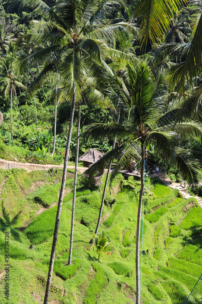 Tegalalang Rice Terrace, Ubud, Bali, Indonesia Tegalalang Rice Terrace, Ubud, Bali, Indonesia