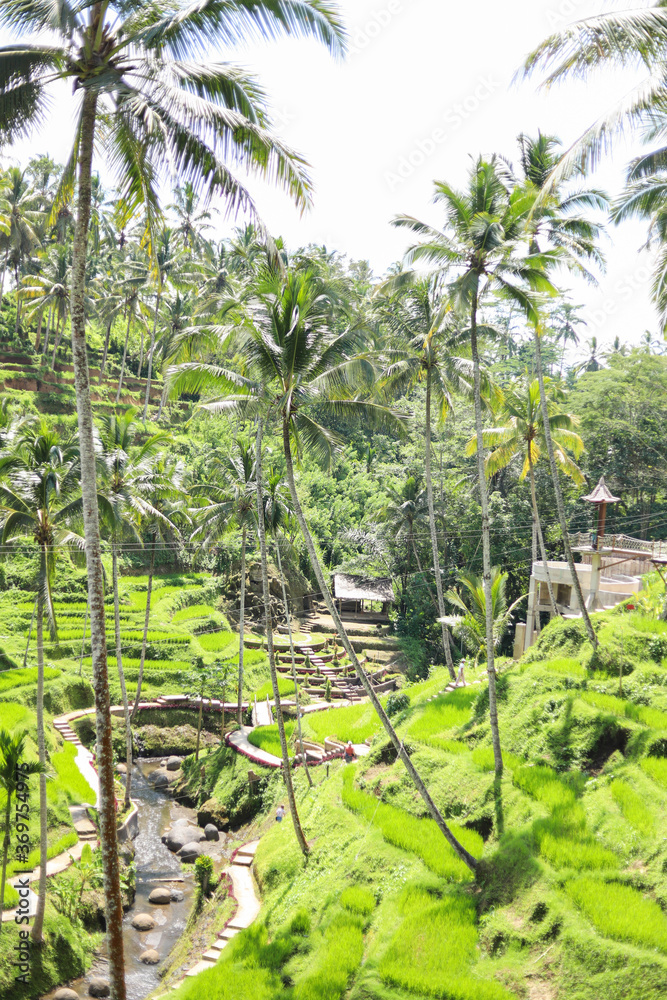 Tegalalang Rice Terrace, Ubud, Bali, Indonesia Tegalalang Rice Terrace, Ubud, Bali, Indonesia