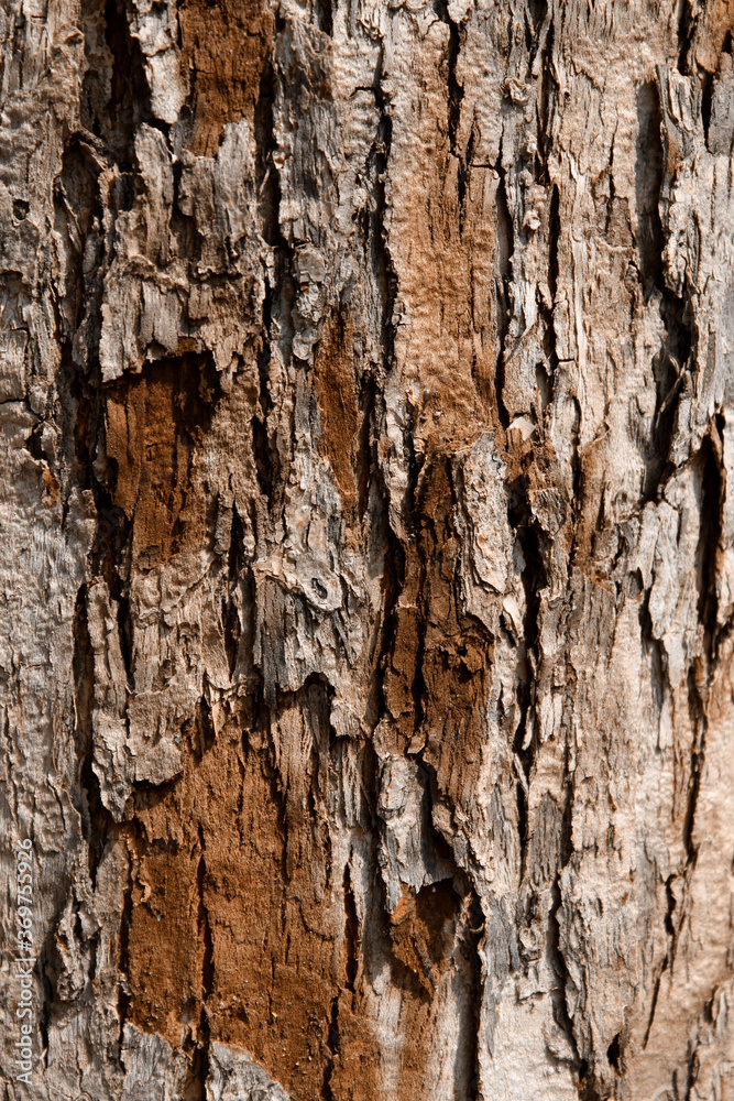 Blurred Brown Nature Background. Beautiful Wooden Texture.Tree Bark Texture. Wooden Pattern Background. Blurred Brown Nature Background. Beautiful Wooden Texture.Tree Bark Texture. Wooden Pattern Background.