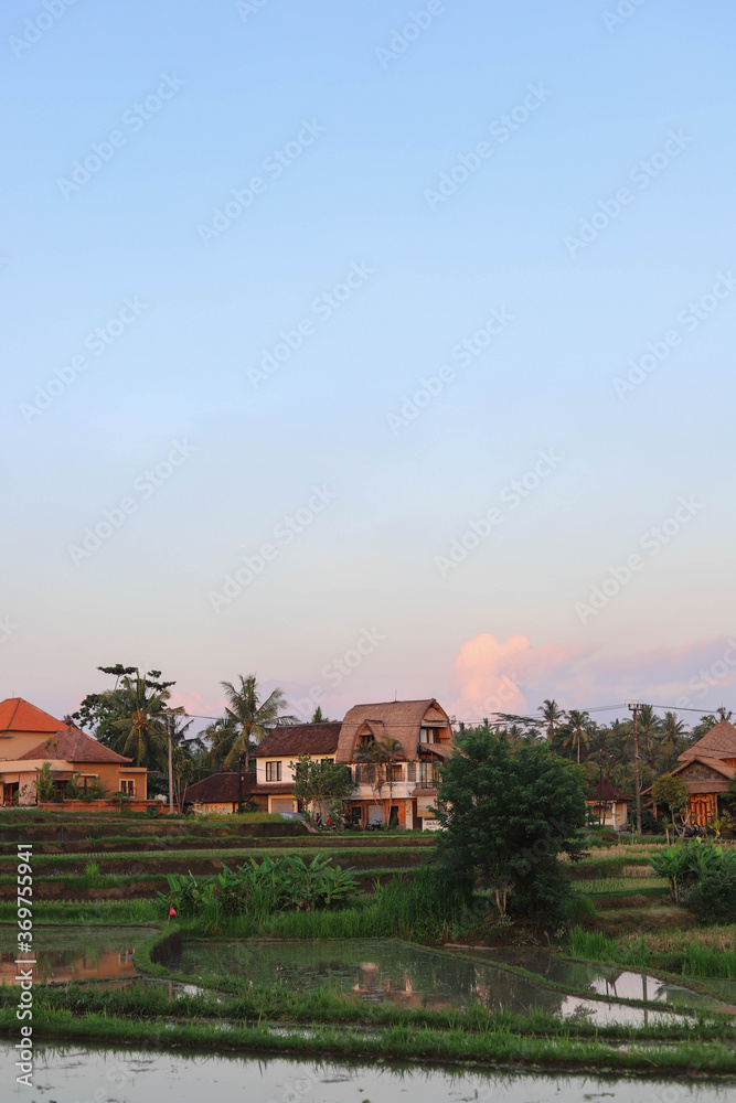 Fototapeta premium Beautiful Rice Terrace, Ubud, Bali, Indonesia