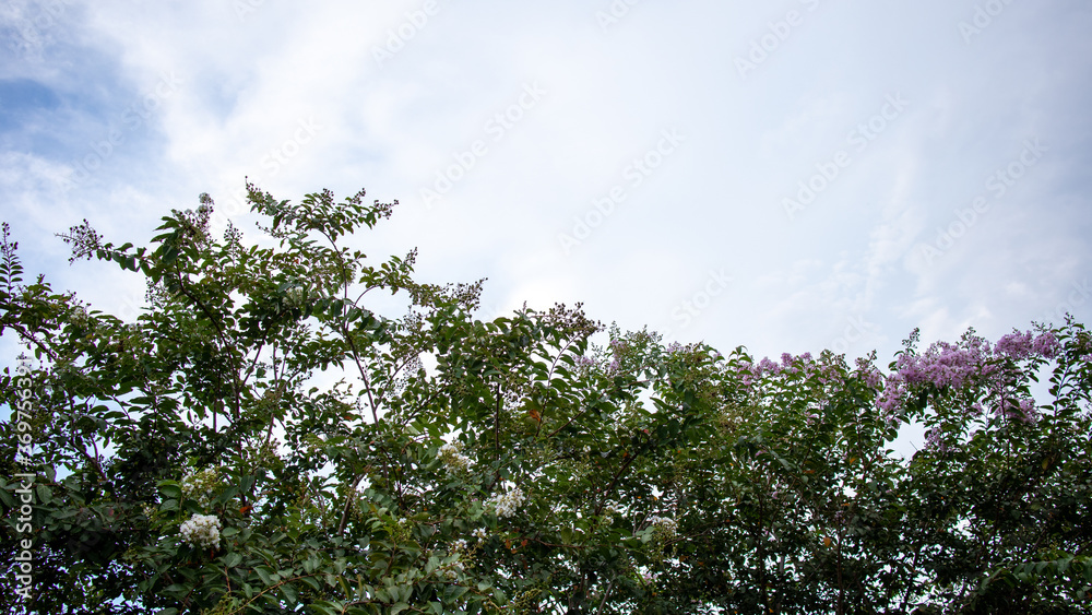 Fototapeta premium tree and sky