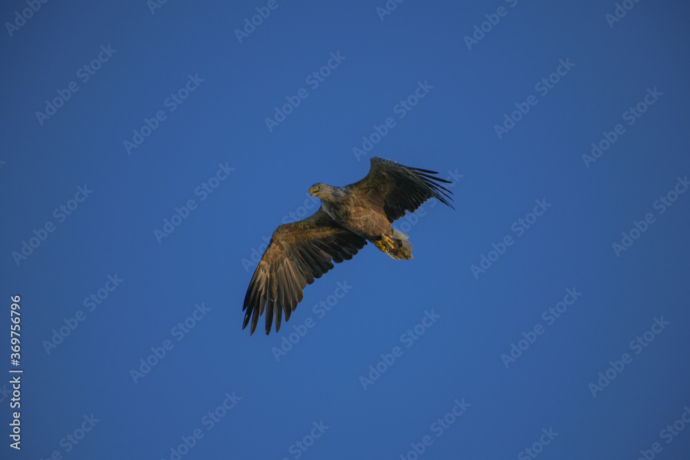 Fototapeta premium eagle in flight