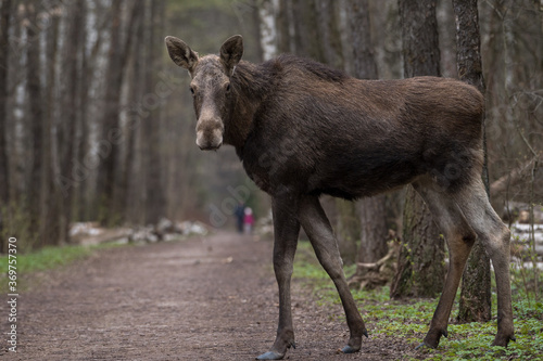 moose  © ALEKSANDR