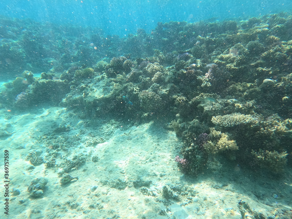 Fototapeta premium Reef with lots of colorful corals and lots of fish in clear blue water in the Red Sea near Hurgharda, Egypt