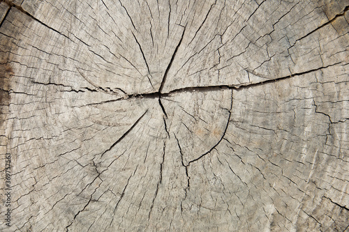 Stump of tree, cross section of a tree trunk