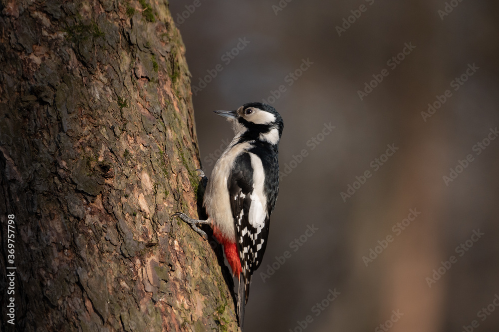 Obraz premium Woodpecker on the tree 