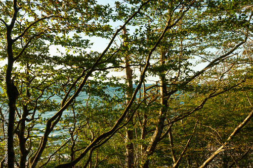 tree branches with green leaves, sea in the background, sunny afternoon day