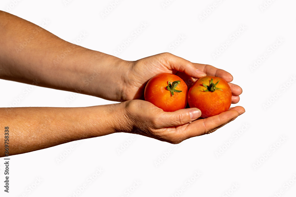 Hands holding fresh organic tomatoes on a white background Hands holding fresh organic tomatoes on a white background