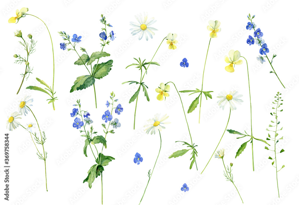 Set of watercolor flowers chamomile, veronica and violets