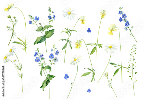 Set of watercolor flowers chamomile  veronica and violets