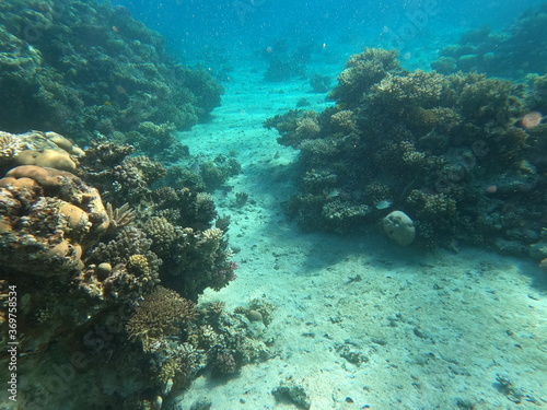 Reef with lots of colorful corals and lots of fish in clear blue water in the Red Sea near Hurgharda, Egypt