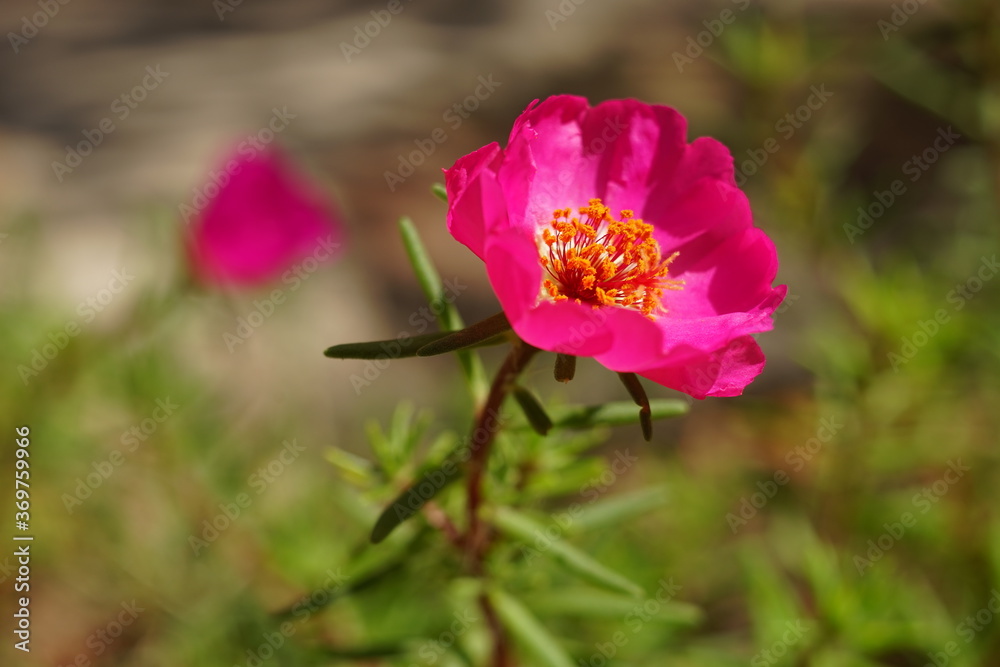 In the summer garden there are pink purslane flowers. Close-up open bud with pollen on stamens and pistils. In the summer garden there are pink purslane flowers. Close-up open bud with pollen on stamens and pistils.