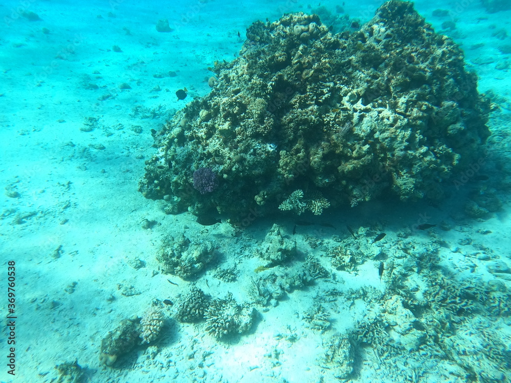 Fototapeta premium Reef with lots of colorful corals and lots of fish in clear blue water in the Red Sea near Hurgharda, Egypt