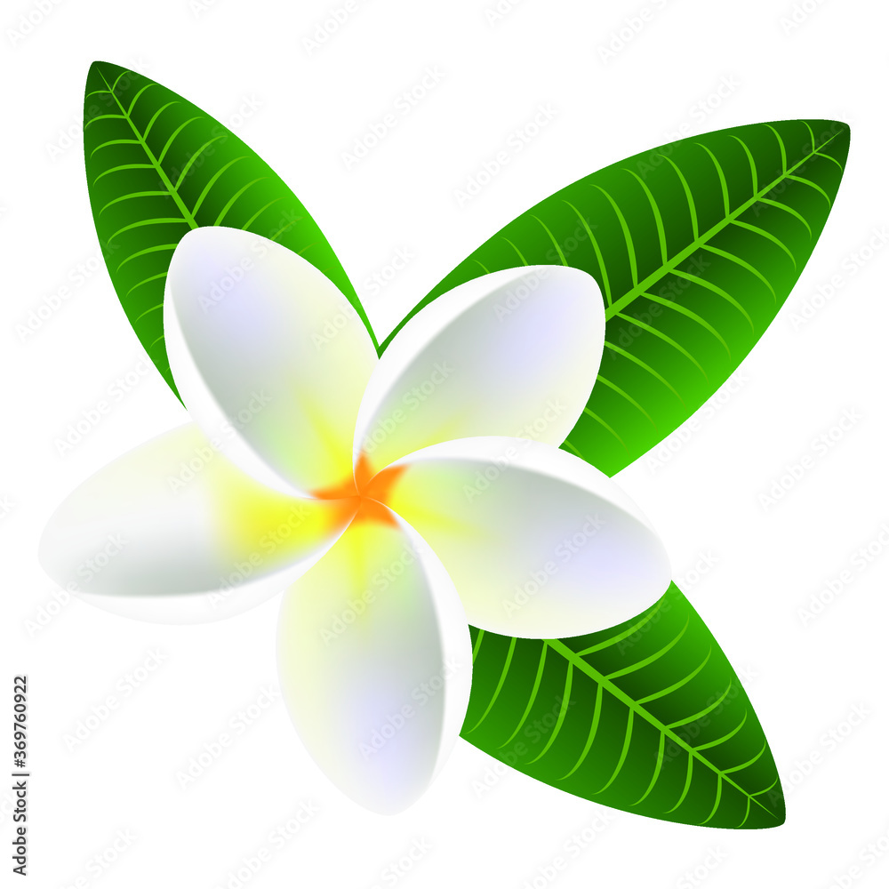 Plumeria frangipani flower with green leaves. Plumeria frangipani flower with green leaves.