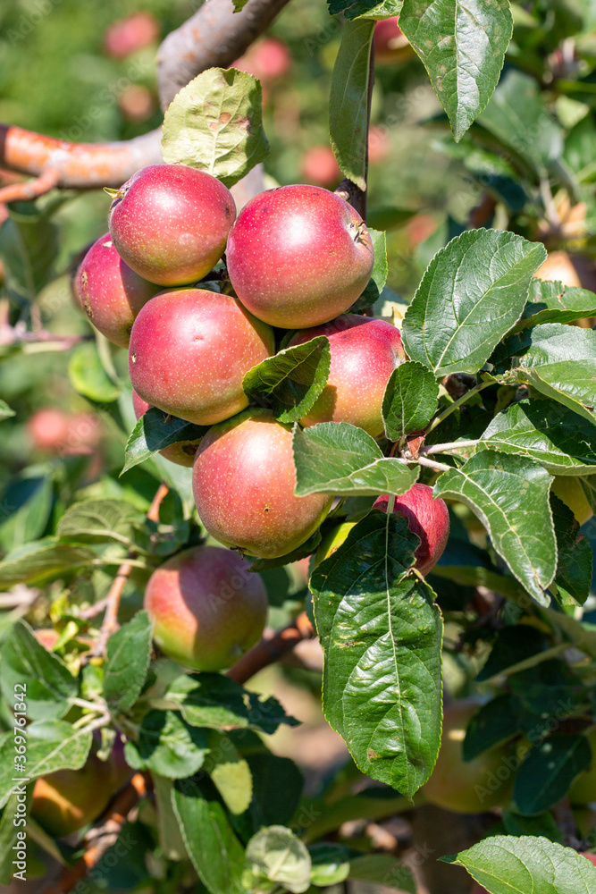 Fresh apple tree in garden, Isparta / Turkey Fresh apple tree in garden, Isparta / Turkey