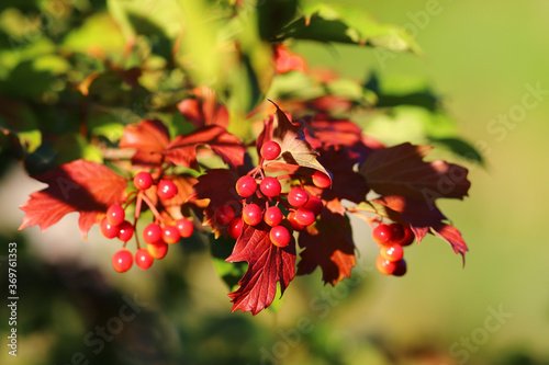 Ripening branch of viburnum on blurred green background