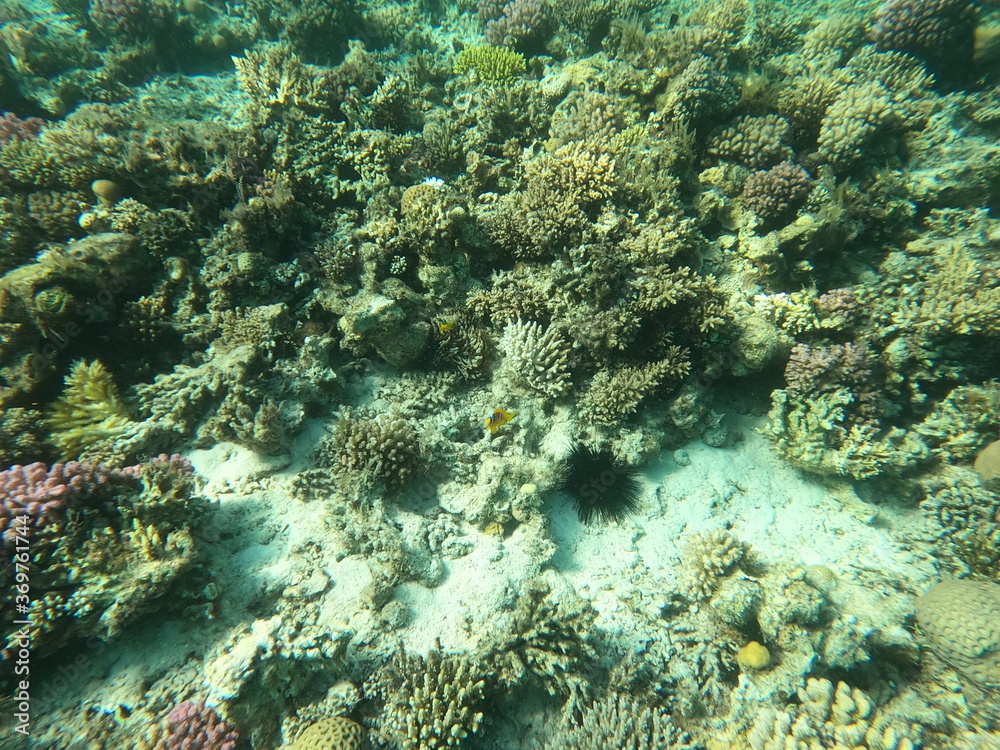 Fototapeta premium Reef with lots of colorful corals and lots of fish in clear blue water in the Red Sea near Hurgharda, Egypt
