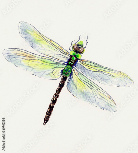 Dragonfly © Michael Artist