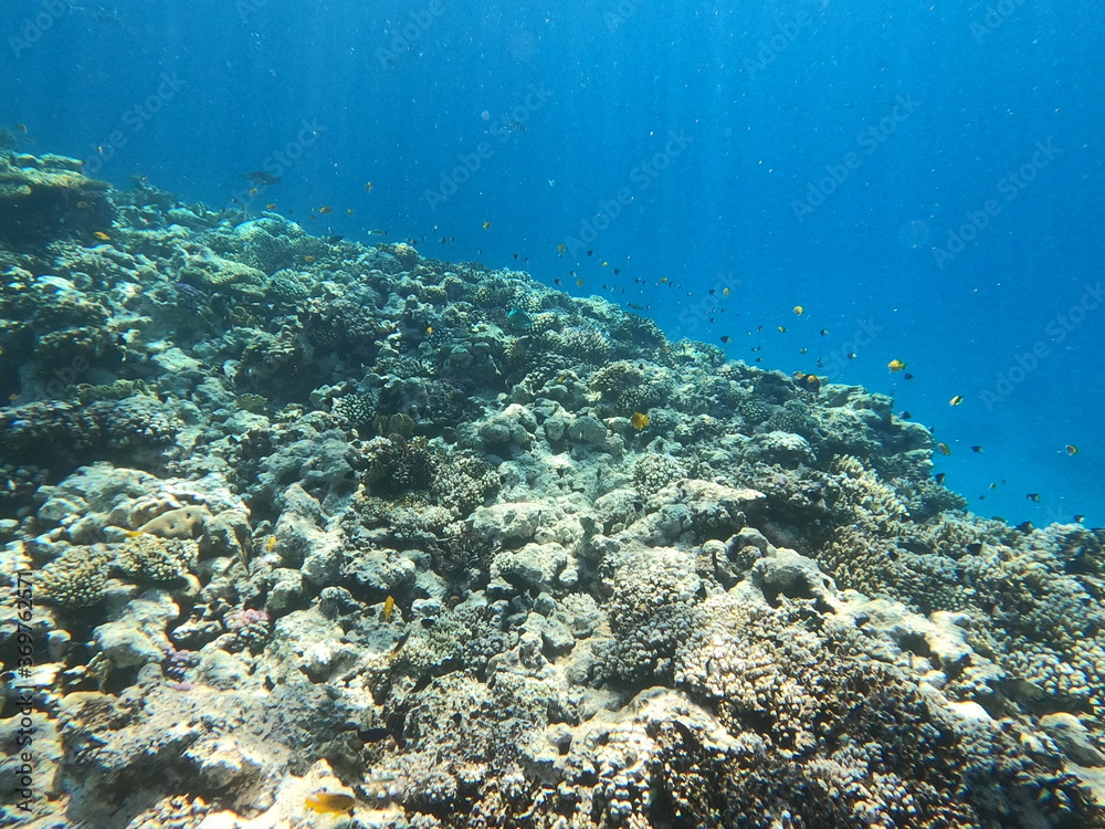 Obraz premium Reef with lots of colorful corals and lots of fish in clear blue water in the Red Sea near Hurgharda, Egypt