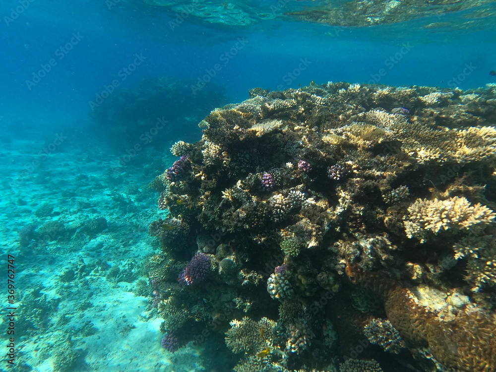Obraz premium Reef with lots of colorful corals and lots of fish in clear blue water in the Red Sea near Hurgharda, Egypt