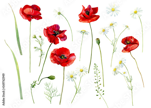 Set of watercolor scarlet poppies and daisies on a white background
