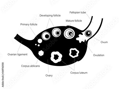 Human fertility concept