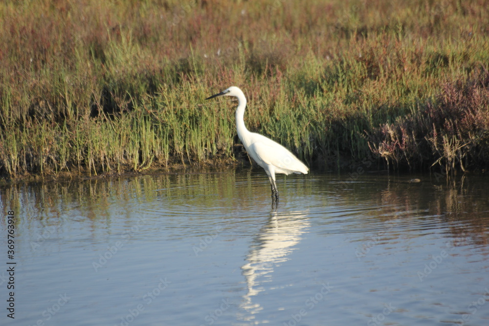 Obraz premium garza real y blanca en humedal del delta del ebro