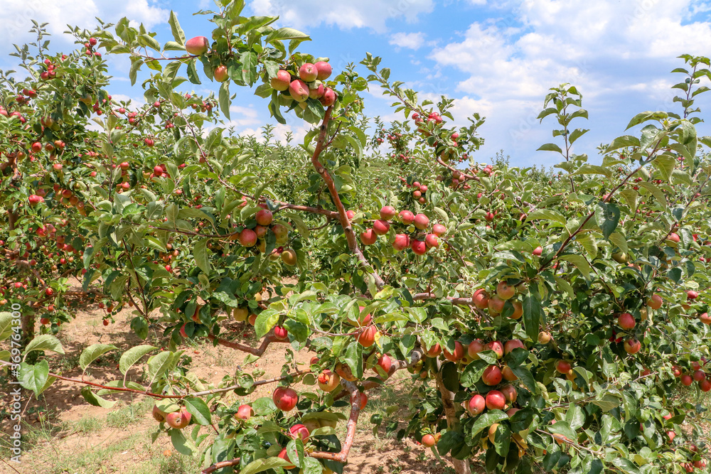 Fresh apple tree in garden, Isparta / Turkey