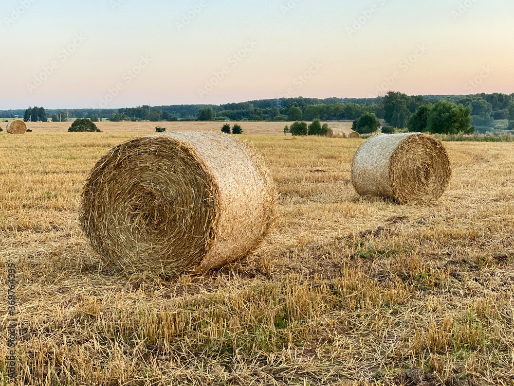 stacks of straw on the field. Harvesting.