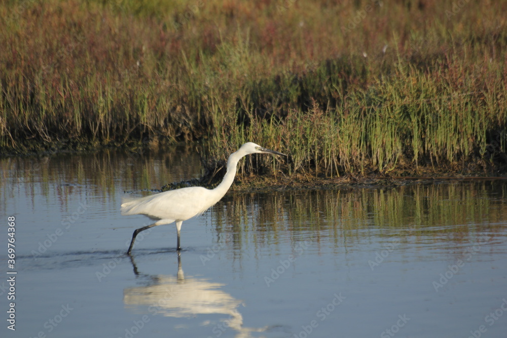 Fototapeta premium garza real y blanca en humedal del delta del ebro
