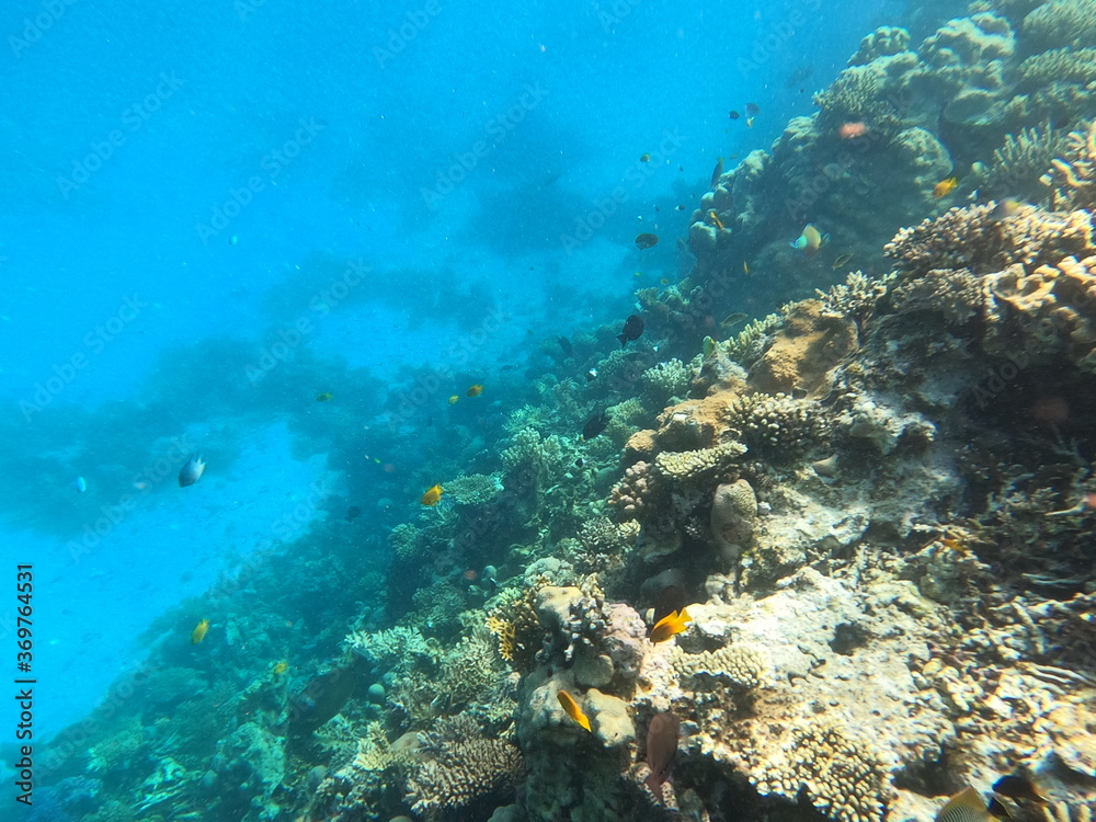 Fototapeta premium Reef with lots of colorful corals and lots of fish in clear blue water in the Red Sea near Hurgharda, Egypt