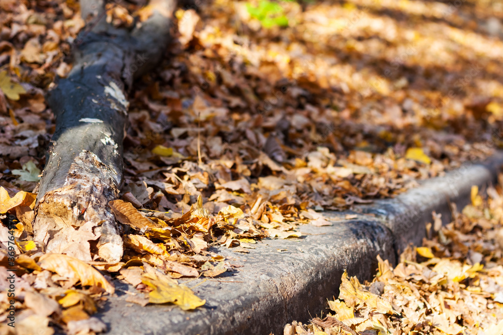 Dry red yellow leaves on the sidewalk in autumn fall on a sunny day