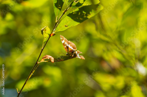 Mariposa de los Muros. Pararge aegeria. 