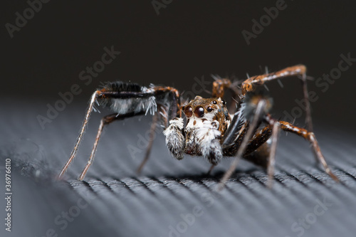 Jumping spider (Portia fimbriata) looking left photo