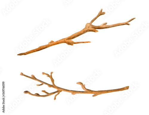 Watercolor dry tree branches set. Hand painted bare twigs and sticks isolated on white background. Wooden nature elements for decoration.