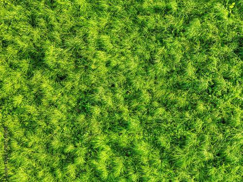 Wild grass on the wind hdr ...