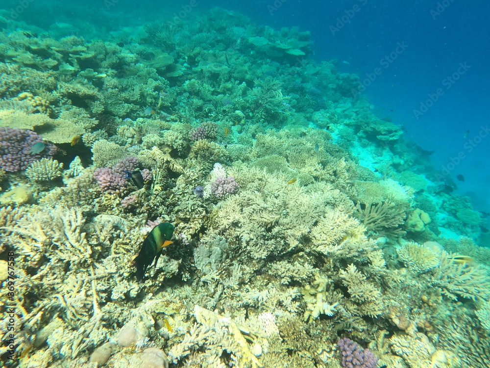 Fototapeta premium Reef with lots of colorful corals and lots of fish in clear blue water in the Red Sea near Hurgharda, Egypt