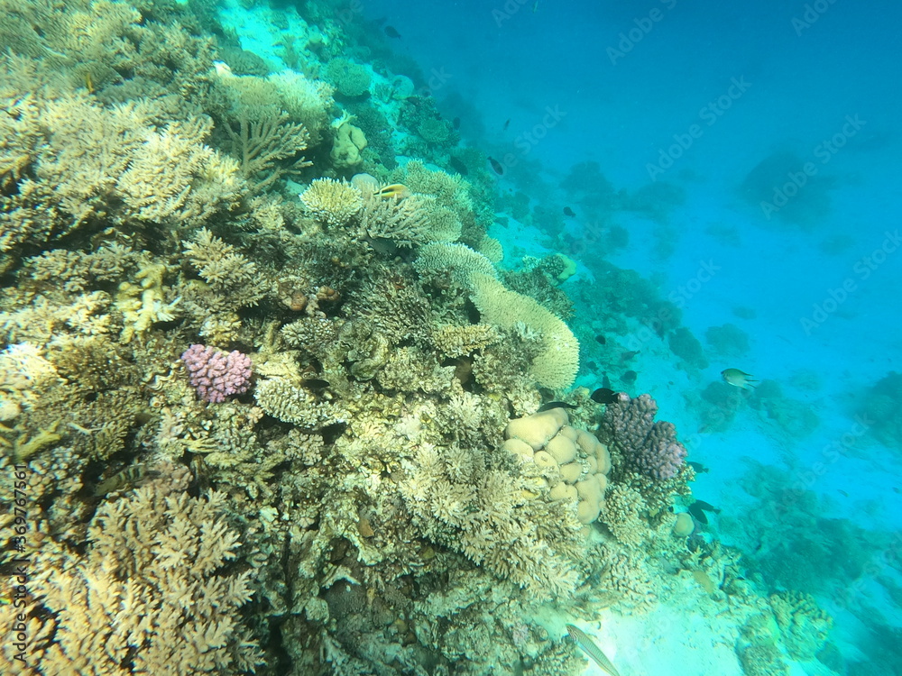 Obraz premium Reef with lots of colorful corals and lots of fish in clear blue water in the Red Sea near Hurgharda, Egypt